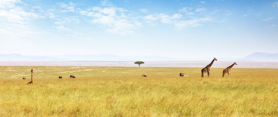 Masai giraffes and African elephants wandering in the lush grasslands of the Masai Mara. Panoramic shot in summer showing the wide open expanse of the savannah