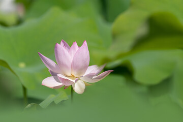 ひっそりと咲いた蓮の花