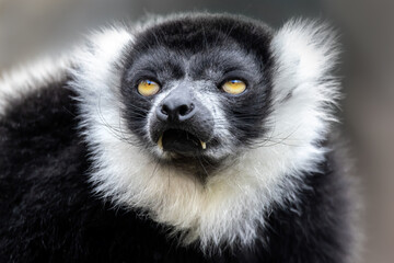 Closeup of an adult black and white ruffed lemur, varecia variegata. This critically endangered species is indigenous to the rainsforst of Madagascar.