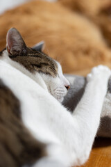 眠る猫　キジトラ猫