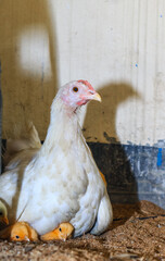 Mother hen with its baby chicken. Adorable baby chicks resting in the safety of mother hens feathers. Mother hen with baby chicken hiding under its wings.