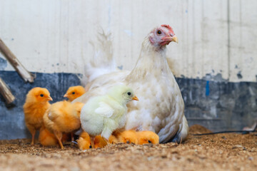 Mother hen with its baby chicken. Adorable baby chicks resting in the safety of mother hens feathers. Mother hen with baby chicken hiding under its wings.
