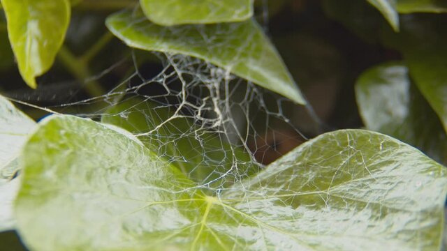 Extreme close up of an old spider web between leafs.