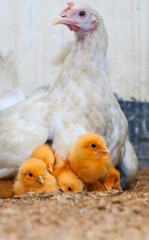 Mother hen with its baby chicken. Adorable baby chicks resting in the safety of mother hens...
