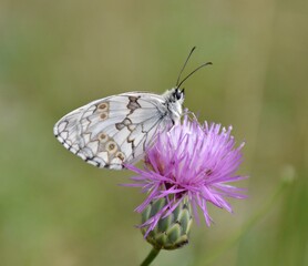 Lepidoptera Melanargia lachesis perched on a thistle flower. Side view of the commonly called Iberian half mourning.