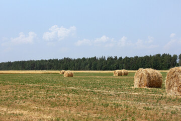 rolls of hay on a harvested field against the backdrop of a forest and sky with clouds. rural landscape with spools