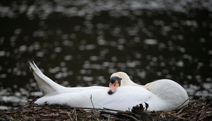 swan sat on nest by side of lake