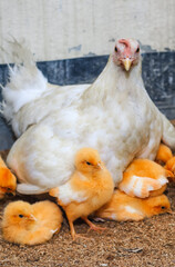 Mother hen with its baby chicken. Adorable baby chicks resting in the safety of mother hens feathers. Mother hen with baby chicken hiding under its wings.