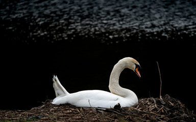 swan sat on nest by side of lake