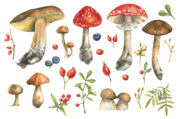 Set of watercolor illustrations with forest plants, mushrooms, leaves and berries. Hand-drawn illustration for greeting cards.