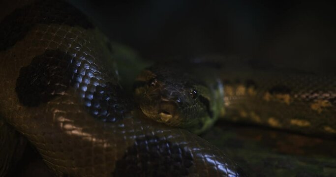 Portrait of a green anaconda in the jungle