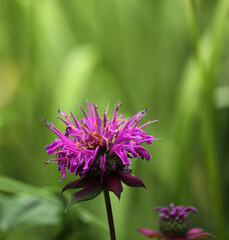 Indian nettle purple blooming in the garden