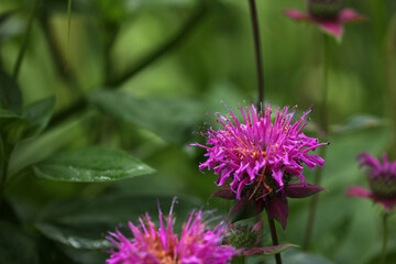Indian nettle purple blooming in the garden