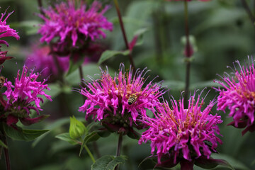 Indian nettle purple blooming in the garden