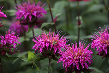 Indian nettle purple blooming in the garden