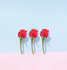 Creative layout made with red rose on pastel background. Romantic spring flower minimal concept.