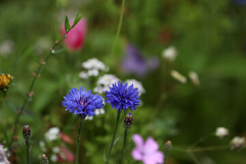 Blue cornflower blooming in the garden