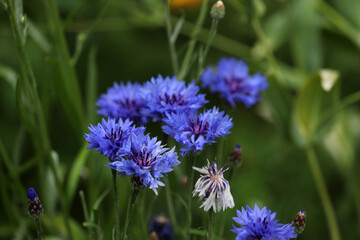 Blue cornflower blooming in the garden