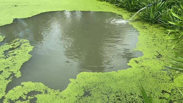 green mosquito fern floating in pond