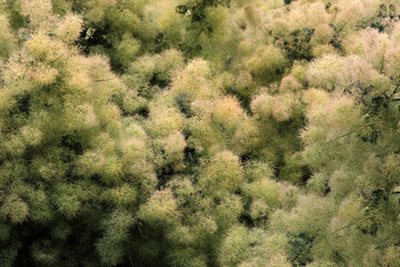 Wig shrub bush in a garden