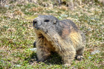 Murmeltier, Murmeltiere, Mankei, Munggen, Nagetier, Erdhörnchen, Marmotini, Murmel,...