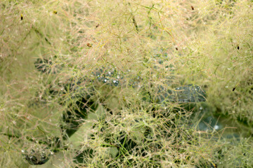 Wig shrub bush in a garden