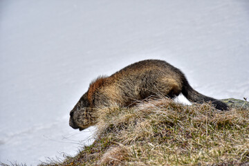 Murmeltier, Murmeltiere, Mankei, Munggen, Nagetier, Erdhörnchen, Marmotini, Murmel,...