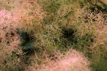 Wig shrub bush in a garden