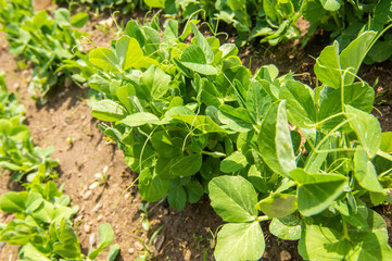 Pea shoots row in a garden bed in spring.