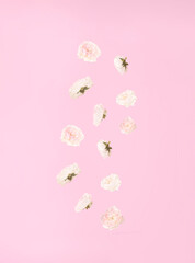 Roses in the air. Spring creative concept on pink background. Flowers design. Trendy lay out idea.