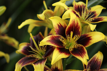 Fototapete bei efototapeten.de bestellen   