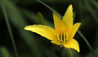 Hemerocallis daylily blooming in the garden