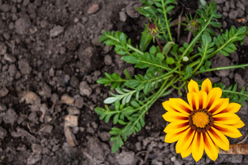 Yellow flower in the garden on the background of the earth, top view