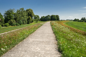 Fototapeta na wymiar Deichblüte an der mittleren Elbe im Sommer