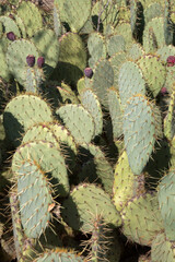 Closeup of Cactus; Dehesa de la Villa Park; Madrid