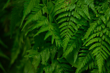 Naklejka na ściany i meble fern leaf in the forest