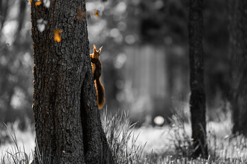 Eichhörnchen im Gegenlicht- Entsättigtes Foto