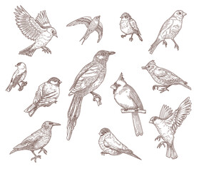 Set Bird Species Engraved Sketches Illustration