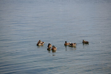 ducks swimming in a lake on a sunny day