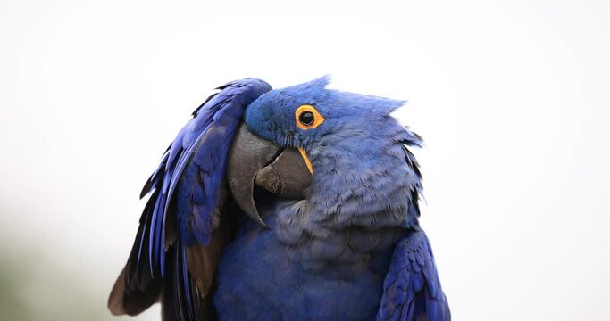 Portrait of a Hyacinth Macaw