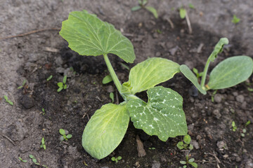 Young cucumbers growing in the greenhouse. Cucumber plants on the gardenbad 