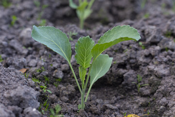 Growing cabbage in the garden in the open air, white cabbage bushes on the black ground. Concept of agricultural selection. Summer and autumn backgrounds.