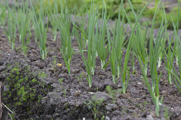 Onion plantation in the vegetable garden