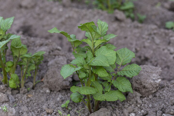 Young potato seedling growing sprout, potato growing. Bushes seedlings of potatoes in the garden. Potatoes growing on the ground close-up