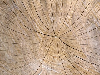 Fototapeta premium A cut of the trunk of a perennial tree. Tree rings.