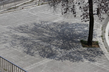 Shadow of a tree in the street