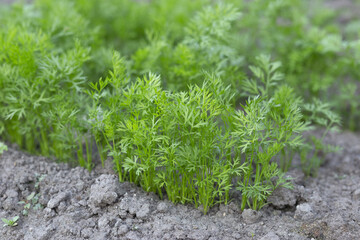 Carrots growing in the beds in the farmers field, carrots sticking out above the mold, vegetables planted in rows. Organic agriculture, farming concept