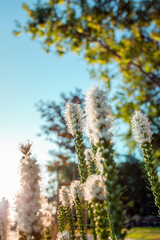 Fototapeta premium Eremurus robustus at the flowering stage