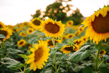 Field Of blooming sunflowers on a background sunset. Agriculture.