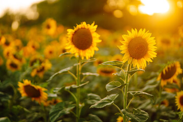 Field Of blooming sunflowers on a background sunset. Agriculture.